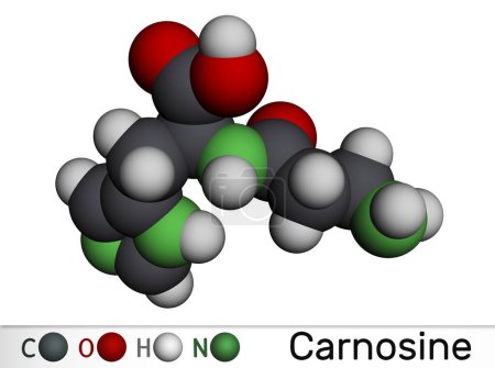 Foto de Molécula de dipéptido de carnosina. Es anticonvulsivo, antioxidante, agente antineoplásico, metabolito humano. Modelo molecular. Representación 3D. Ilustración - Imagen libre de derechos