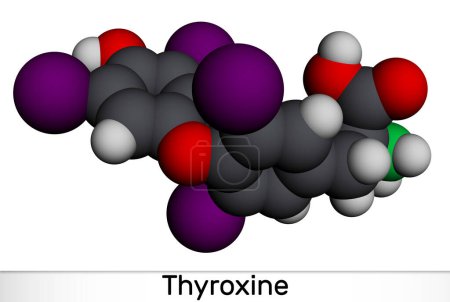 Photo for Thyroxine, T4, levothyroxine molecule. It is thyroid hormone, prohormone of thyronine T3, used to treat hypothyroidism. Molecular model. 3D rendering. Illustration - Royalty Free Image