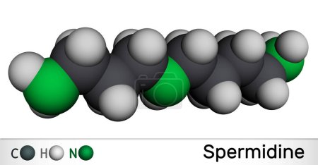 Foto de Molécula de espermidina. Es triamina, poliamina formada a partir de putrescina. Modelo molecular. Representación 3D. Ilustración - Imagen libre de derechos