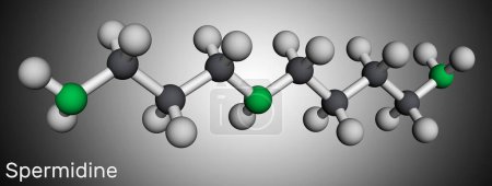 Photo for Spermidine molecule. It is triamine, polyamine formed from putrescine. Molecular model. 3D rendering. Illustration - Royalty Free Image