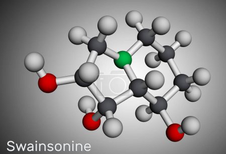 Téléchargez les photos : Swainsonine, molécule de tridolgosir. C'est alcaloïde d'indolizidine de la plante Swainsona, avec l'activité immunomodulatrice. Modèle moléculaire. rendu 3D. Illustration - en image libre de droit