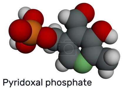 Téléchargez les photos : Phosphate pyridoxal, molécule PLP. C'est une forme active de vitamine B6 et de coenzyme. Modèle moléculaire. rendu 3D. Illustration - en image libre de droit