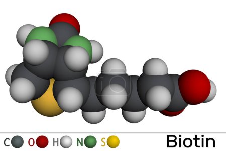 Téléchargez les photos : Molécule de biotine. La vitamine B7, présente dans de nombreux produits multivitaminés. Modèle moléculaire. rendu 3D. Illustration - en image libre de droit