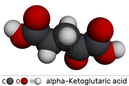 Foto de Ácido alfa-cetoglutárico, ácido 2-oxoglutárico, oxoglutarato, molécula de alfa cetoglutarato. Es un metabolito intermedio en el ciclo de Krebs. Modelo molecular. Representación 3D. Ilustración - Imagen libre de derechos