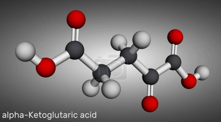 Photo for Alpha-ketoglutaric acid, 2-oxoglutaric acid, oxoglutarate, alpha ketoglutarate  molecule. It is intermediate metabolite in Krebs cycle. Molecular model. 3D rendering. Illustration - Royalty Free Image