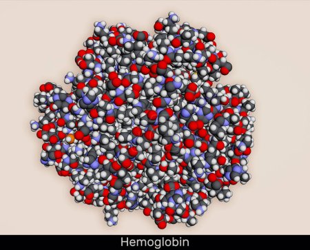 Téléchargez les photos : Hémoglobine hémoglobine, molécule Hb ou Hgb. C'est des protéines sanguines. Modèle moléculaire. rendu 3D. Illustration - en image libre de droit