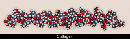 Téléchargez les photos : Molécule de protéine de collagène. Modèle moléculaire. rendu 3D. Illustration - en image libre de droit