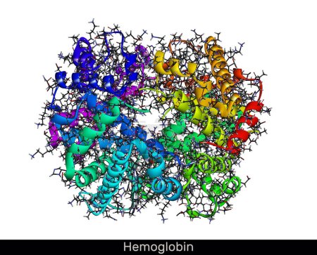 Téléchargez les photos : Hémoglobine hémoglobine, molécule Hb ou Hgb. C'est des protéines sanguines. Modèle moléculaire. rendu 3D. Illustration - en image libre de droit