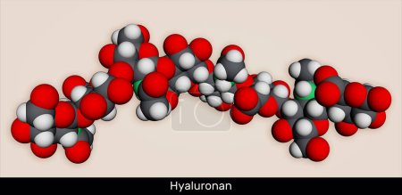 Hyaluronsäure, Hyaluronsäure, HA, Hyaluronatmolekül, kurzes Fragment. Molekulares Modell. 3D-Rendering. Illustration