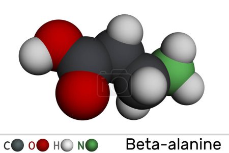 Photo for Beta-alanine molecule. It is naturally occurring beta amino acid. Molecular model. 3D rendering. Illustration - Royalty Free Image