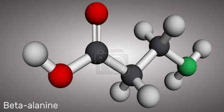 Photo for Beta-alanine molecule. It is naturally occurring beta amino acid. Molecular model. 3D rendering. Illustration - Royalty Free Image