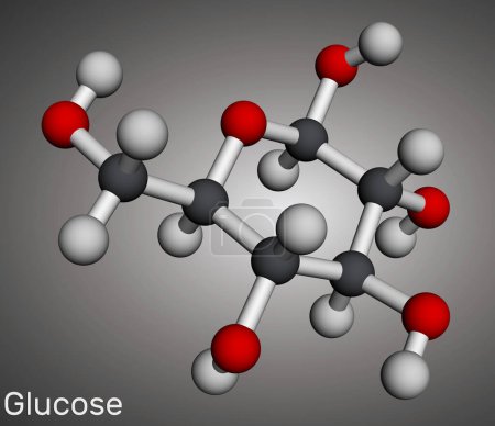 Glucosa, dextrosa, molécula de D-glucosa. Modelo molecular. Representación 3D. Ilustración 