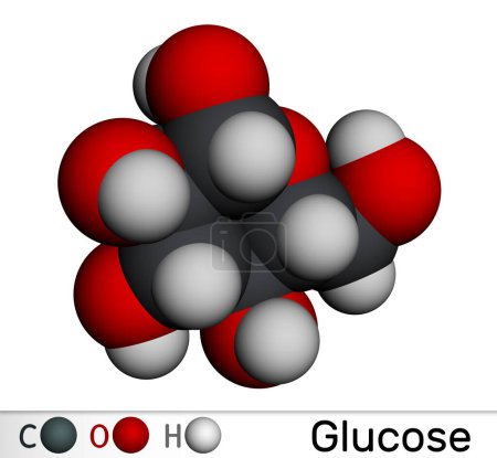 Glukose, Traubenzucker, D-Glukosemolekül. Molekulares Modell. 3D-Rendering. Illustration 