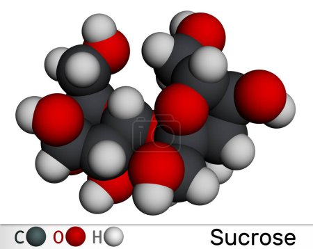 Sucrose sugar molecule. Molecular model. 3D rendering. Illustration
