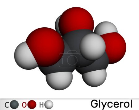 Glycerin, Glycerin Molekül. Molekulares Modell. 3D-Rendering. Illustration