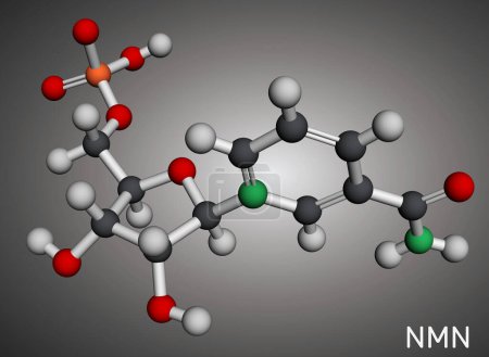 Photo for Nicotinamide mononucleotide, NMN molecule. It is naturally anti-aging metabolite, precursor of NAD+. Molecular model. 3D rendering. Illustration - Royalty Free Image