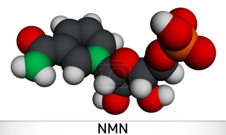 Foto de Mononucleótido de nicotinamida, molécula NMN. Es naturalmente anti-envejecimiento metabolito, precursor de NAD +. Modelo molecular. Representación 3D. Ilustración - Imagen libre de derechos