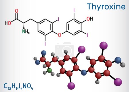 Illustration for Thyroxine, T4, levothyroxine molecule. It is thyroid hormone, prohormone of thyronine T3, used to treat hypothyroidism. Structural chemical formula, molecule model. Vector illustration - Royalty Free Image
