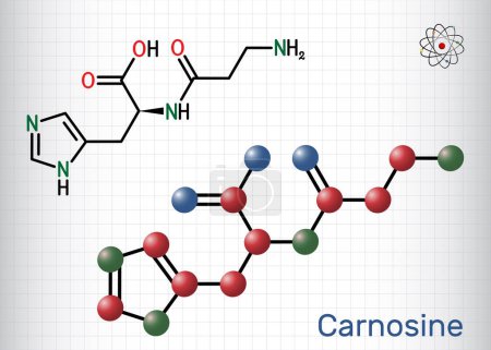 Illustration for Carnosine dipeptide molecule. It is anticonvulsant, antioxidant, antineoplastic agent, human metabolite. Structural chemical formula, molecule model. Sheet of paper in a cage. Vector illustration - Royalty Free Image