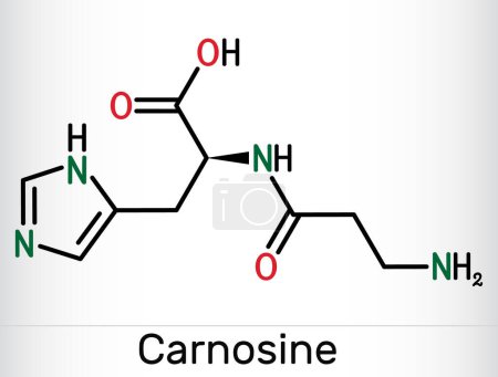 Téléchargez les illustrations : Molécule de dipeptide de carnosine. Il est anticonvulsivant, antioxydant, agent antinéoplasique, métabolite humain. Formule chimique squelettique. Illustration vectorielle - en licence libre de droit