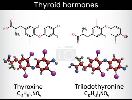 Illustration for Thyroid hormones: Triiodothyronine (T3, levothyroxine) and Thyroxine (T4) molecule. Used to treat hypothyroidism. Structural chemical formula, molecule model. Vector illustration - Royalty Free Image