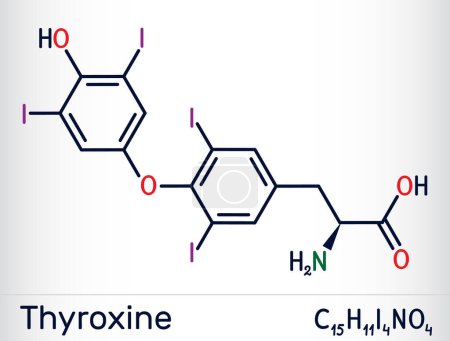 Illustration for Thyroxine, T4, levothyroxine molecule. It is thyroid hormone, prohormone of thyronine T3, used to treat hypothyroidism. Skeletal chemical formula.. Vector illustration - Royalty Free Image