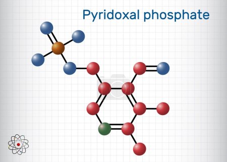 Illustration for Pyridoxal phosphate, PLP molecule. It is active form of vitamin B6 and coenzyme. Molecule model, sheet of paper in a cage. Vector illustration - Royalty Free Image