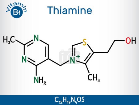 Ilustración de Tiamina, molécula de vitamina B1. Se encuentra en los alimentos, utilizados como suplemento dietético y medicamentos. fórmula química estructural. Ilustración vectorial - Imagen libre de derechos