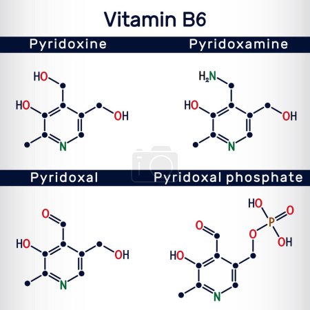Illustration for Forms of vitamin B6: pyridoxal, pyridoxal phosphate, pyridoxine, pyridoxamine molecule. Structural chemical formula. Vector illustration - Royalty Free Image