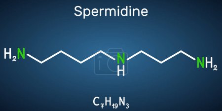 Molécula de espermidina. Es triamina, poliamina formada a partir de putrescina. Fórmula química estructural sobre el fondo azul oscuro. Ilustración vectorial