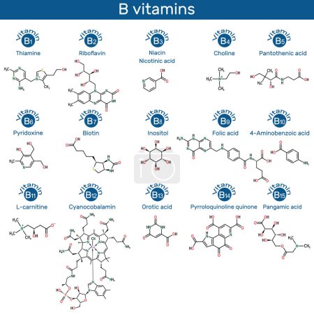 Illustration for Vitamins of B group molecule. Thiamine, riboflavin, niacin, nicotinic acid, choline, pyridoxine, biotin, inositol, folic acid, PABA, L-carnitine, cyanocobalamin, orotic acid, PQQ, pangamic acid. Skeletal chemical formulas. Vector illustration - Royalty Free Image
