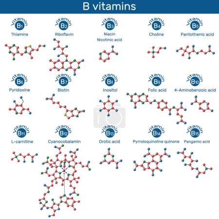 Illustration for Vitamins of B group molecule. Thiamine, riboflavin, niacin, nicotinic acid, choline, pyridoxine, biotin, inositol, folic acid, PABA, L-carnitine, cyanocobalamin, orotic acid, PQQ, pangamic acid. Molecular model. Vector illustration - Royalty Free Image