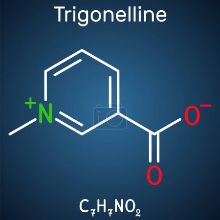 Ilustración de Trigonelline planta alcaloide molécula. Es producto de la metilación de la niacina vitamina B3, niacina metilada. Fórmula química estructural sobre el fondo azul oscuro. Ilustración vectorial - Imagen libre de derechos