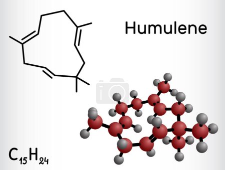 Ilustración de Humuleno, alfa humuleno o cariofileno molécula. Es componente del aceite esencial del cono de floración de la planta de lúpulo, Humulus lupulus. Fórmula química estructural, modelo molecular. Ilustración vectorial - Imagen libre de derechos