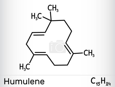 Illustration for Humulene molecule. It is component of the essential oil from flowering cone of hops plant. Skeletal chemical formula. Vector illustration - Royalty Free Image