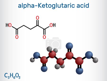 Ilustración de Ácido alfa-cetoglutárico, ácido 2-oxoglutárico, oxoglutarato, molécula de alfa cetoglutarato. Es un metabolito intermedio en el ciclo de Krebs. Fórmula química estructural, modelo molecular. Ilustración vectorial - Imagen libre de derechos
