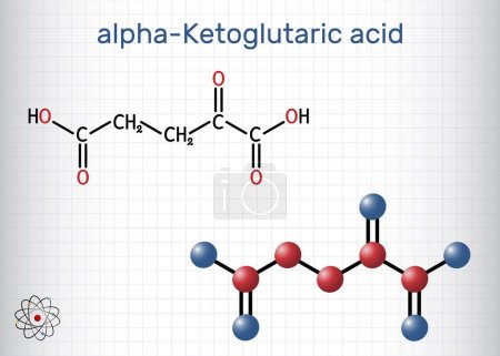 Ilustración de Ácido alfa-cetoglutárico, ácido 2-oxoglutárico, oxoglutarato, molécula de alfa cetoglutarato. Es un metabolito intermedio en el ciclo de Krebs. Hoja de papel en una jaula. Fórmula química estructural, modelo molecular. Ilustración vectorial - Imagen libre de derechos