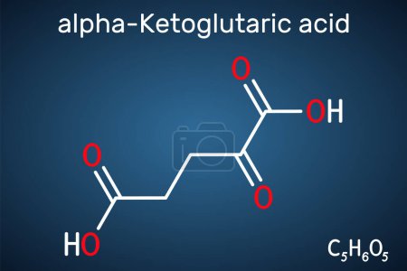 Ilustración de Ácido alfa-cetoglutárico, ácido 2-oxoglutárico, oxoglutarato, molécula de alfa cetoglutarato. Es un metabolito intermedio en el ciclo de Krebs. Fórmula química estructural sobre el fondo azul oscuro. Ilustración vectorial - Imagen libre de derechos