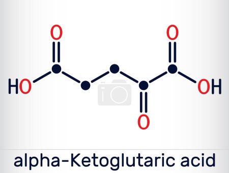 Ilustración de Ácido alfa-cetoglutárico, ácido 2-oxoglutárico, oxoglutarato, molécula de alfa cetoglutarato. Es un metabolito intermedio en el ciclo de Krebs. Fórmula química esquelética. Ilustración vectorial - Imagen libre de derechos