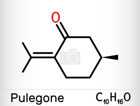 Téléchargez les illustrations : Molécule de pulégone. C'est un composant naturel des huiles essentielles. Formule chimique squelettique. Illustration vectorielle - en licence libre de droit