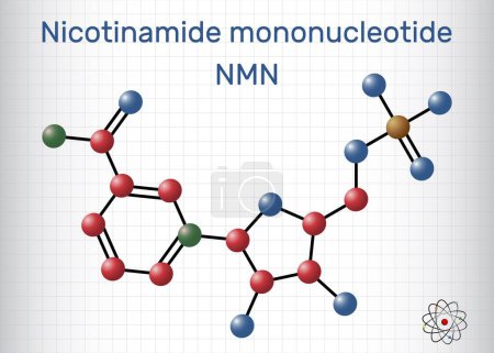 Illustration for Nicotinamide mononucleotide, NMN molecule. It is naturally anti-aging metabolite, precursor of NAD+. Molecule model. Sheet of paper in a cage. Vector illustration - Royalty Free Image