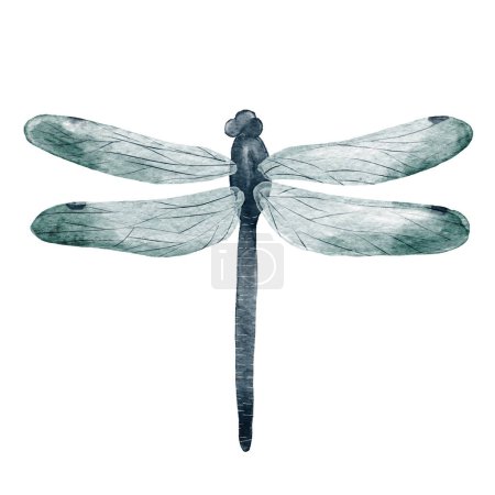 Téléchargez les photos : Illustration aquarelle monochrome bleu foncé libellule isolée sur blanc - en image libre de droit