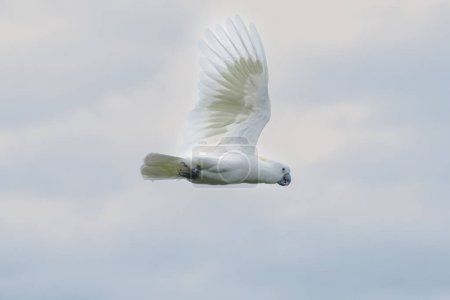 Foto de Loro blanco volando felizmente - Imagen libre de derechos