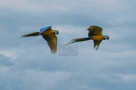 Foto de Par de loros guacamayos volando - Imagen libre de derechos
