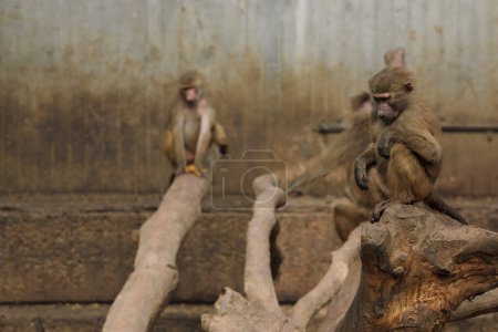 Photo for Group of Macaques sunbathing - Royalty Free Image