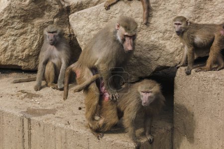 Téléchargez les photos : Groupe de Macaques bronzage et copulation - en image libre de droit