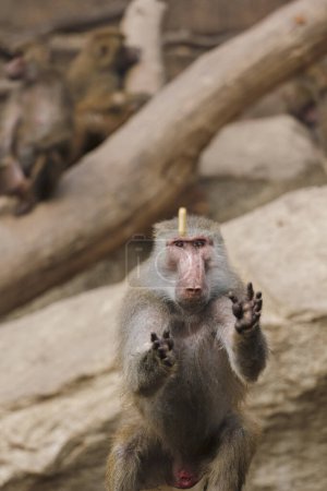 Téléchargez les photos : Groupe de bains de soleil Macaques - en image libre de droit
