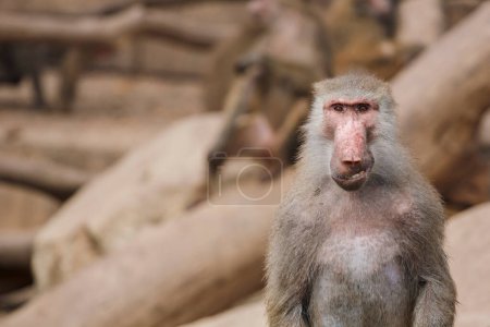 Photo for Group of Macaques sunbathing - Royalty Free Image