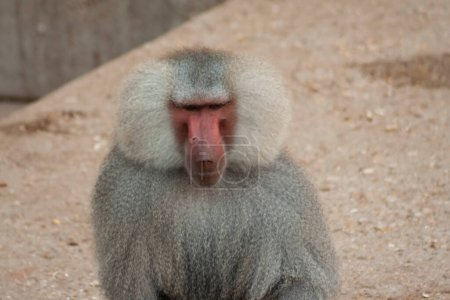Téléchargez les photos : Macaque se reposant au coucher du soleil - en image libre de droit