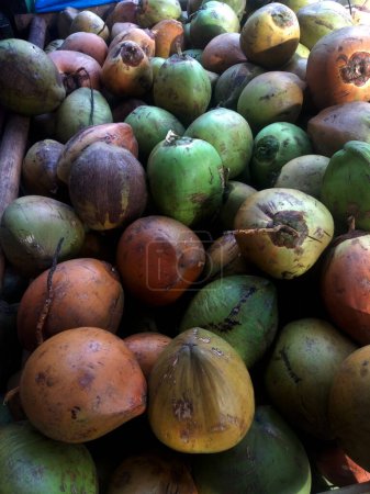 Foto de Photo of a collection of brown and green coconuts, very fresh coconut water drink - Imagen libre de derechos